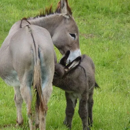 Panzió Anes Et Logis Bax